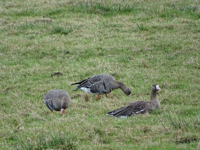 火箭队在外 火箭队在外